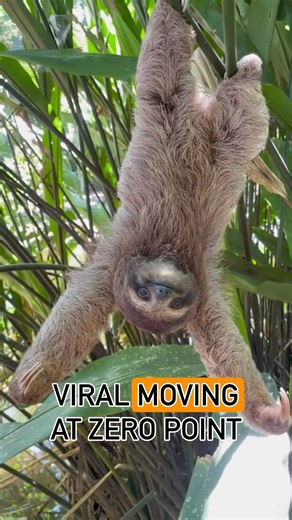 Sloth Mode Activated 😂🦥 #shorts