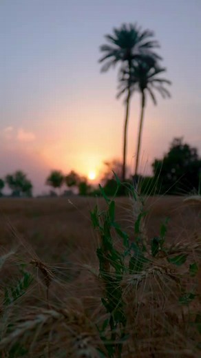 Nature Lover 😋 #beautiful #illu #peace #tunes #fy #standwithkashmir