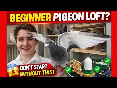 How to Start Racing Pigeons (FULL Beginner Loft Setup Explained)