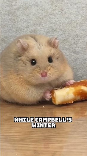 Which Hamster Lives the Longest? (Hamster Lifespan Comparison)