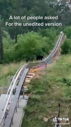 Gatlinburg Tennessee: Black Bears at Anakeesta