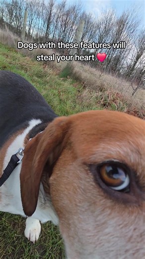 Why Beagles Are the Most Loving Dogs