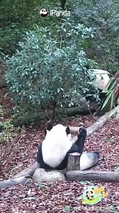 My nanny told me this bamboo tube is called a telescope. Can anyone tell me how to use it? (He Ye) #HiPanda #ChengduPandaBase #PandaMoment For more panda information, please check out: https://en.ipanda.com | iPanda