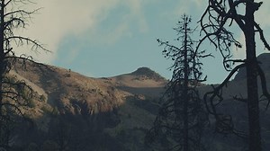 Free Forest Videos: 4K & HD | No Watermark | Download Now