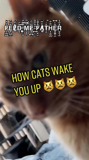 Funny Cat Alarm Clock - Wake up with TikTok Cats