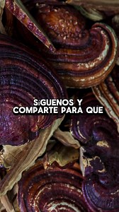 Hongo Reishi medicinal ✨🍄. #hongosmedicinales #sanacionnatural #medicinanatural #hongos #reishi #fungi #salud #naturaleza #hongosmagicos | Medicina Natural NY