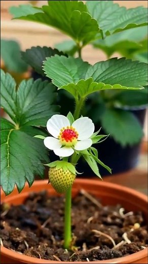 Strawberry time lapse