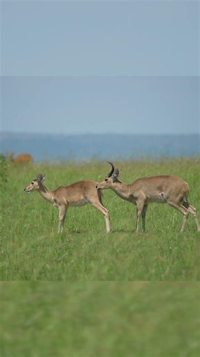 Ugandan Kob Courtship on the Plains | Queen Elizabeth NP | Arc Earth