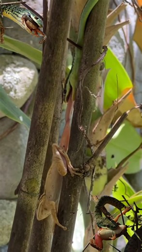 Exo Wildlife on Reels