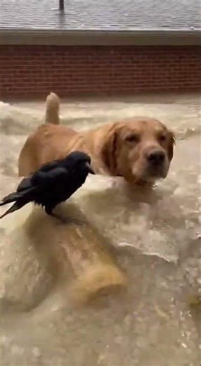 Dog Tries to Save Crow from Flood