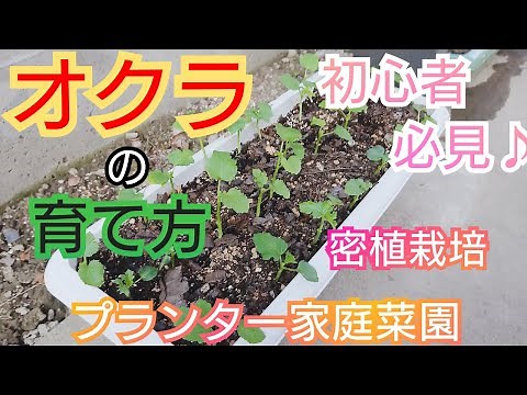 おすすめ♪オクラの育て方！プランター栽培/密植栽培/2021年