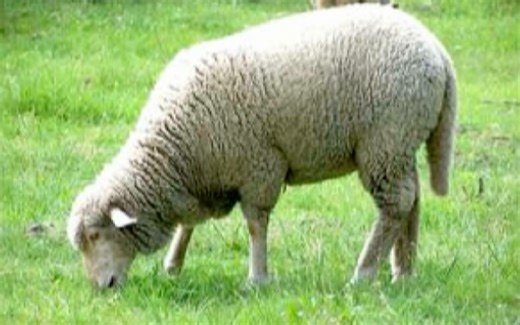 Centre Cup Sheep Rumenotomy