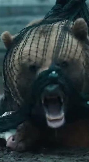 Help me! Help me! #shortvideo #funny #bear