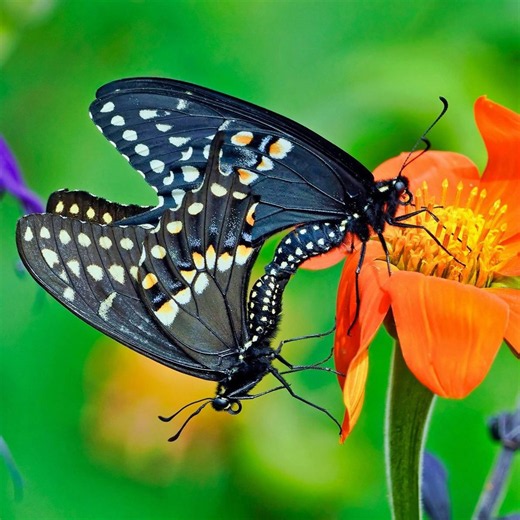 Butterfly mating: What you should know