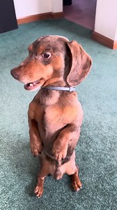 60K views · 5.7K reactions | Running with squeaky toys is my joy! 浪 #dog #happydog #cute | Norman The Wiener Dog | Facebook