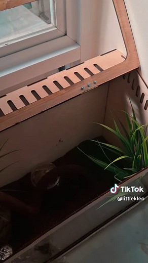 Setting Up My First Leopard Gecko’s Cage: Part 1