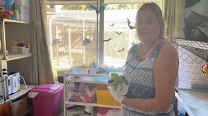 4.2K views · 367 reactions | This is a video that we and Batzilla the Bat put together for International Bat Night recently. Learn about how we raise our babies, take a tour of Denise's bat room and step into her flight aviary. Denise is our senior trauma carer so is a wealth of knowledge and experience 驪 | Bat Conservation & Rescue QLD | Facebook