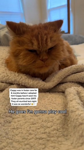 Cappy was in foster care for 6 months before i adopted him! Cappy hasn't seen his foster parents since 2017! They all reunited last night it was so wo | Cappybears