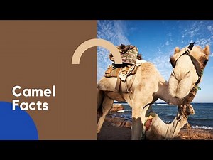 Camel Facts | Animal Facts