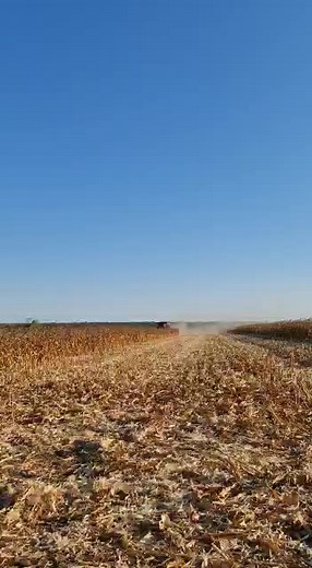 Corn Harvesting Process Using a Combine Harvester