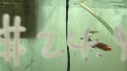 13 reactions | Norman’s Lampeye Killifish (Poropanchax normani),...