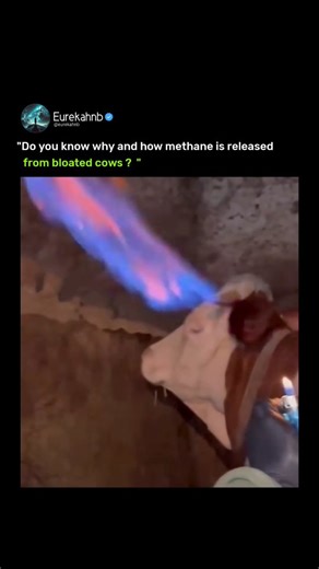 Eureka HN B 0 | Actually cows release most methane (about 95%) by burping, not from the back. When they digest grass in their stomach, special microbes... | Instagram