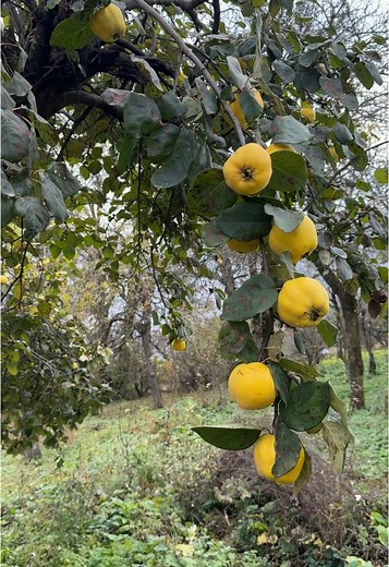 Peaceful life in Azerbaijan 😍 #nature #explore #rurallife #viral