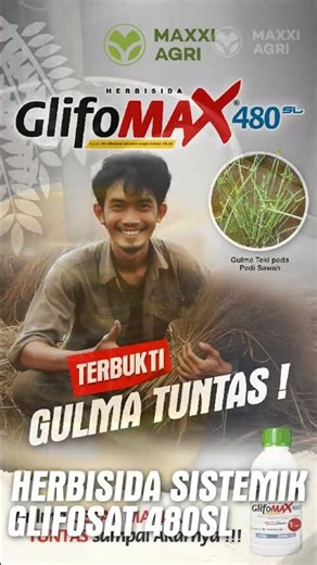 maxxiagri : #herbicide GLIFOMAX 480SL 'Teki' Weeds in Tidal Paddy Fields (TOT) COMPLETE! #shorts