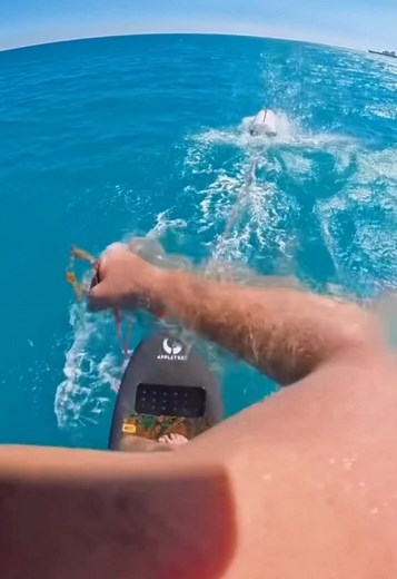 You’re miles offshore… then this starts circling you 😳 #hammerhead #sharkencounter #oceanwildlife #extremefootage #natureclips