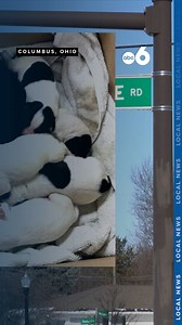 "They're lucky to be alive," Hannah Henschen, animal care manager at the Franklin County Dog Shelter said. "Puppies this young can't regulate their body temperature so they need a heat source." | WSYX ABC 6