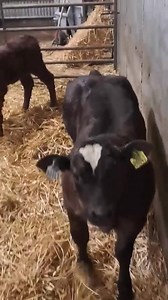 Our Belgian Blue terminal sires are show calf specialists with progeny coming out on top year after year! Check out this super Avicii De Mahoney (BB9725) sired bull calf bred by Seamus Egan, Mayo! Take a look at our full Belgian Blue sire range in our 2025 beef directory: https://www.doveagenetics.ie/assets/f/153558/x/f61e43d4fa/dovea-genetics-beef-directory-2025.pdf | Dovea Genetics