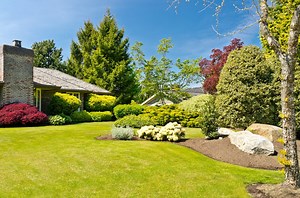 Est-il possible de faire pousser un arbre à partir d'une branche ? On vous répond