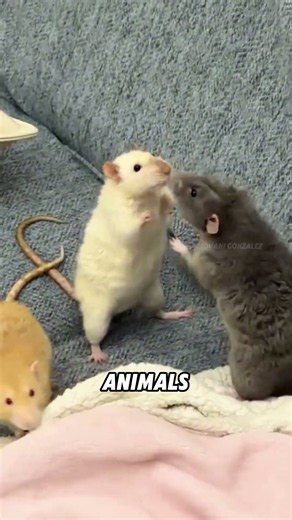 Fancy rats are always very affectionate and clingy#funny #funnyanimals #animals #cute #viral