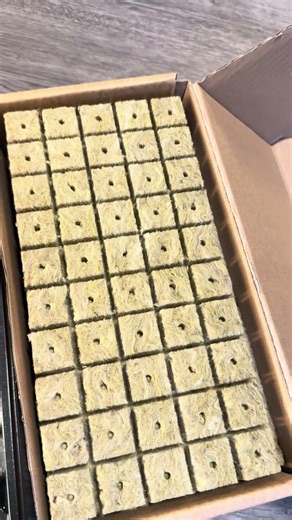 I’ve been using rockwool cubes wrong this whole time