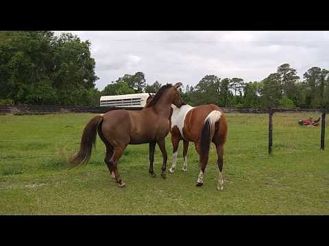 More Pregnant Mare Thing-Miss Karma Acting like A Stallion, Mounting Celeste, April 15, 2018