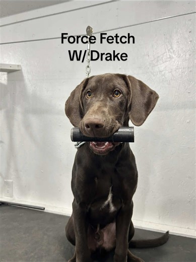 Effective Ear Pinch Force Fetch Dog Training Techniques