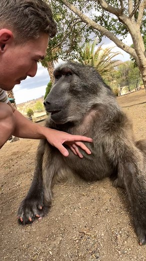 211K views · 6.7K reactions | Saying hello to my Baboon sister! 殺朗 #monkey #animallover #farmlife #cuteanimals #wildlife #animals | Ruben Namibia | Facebook