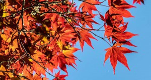 Experts issue red warning over maple tree species at risk of extinction