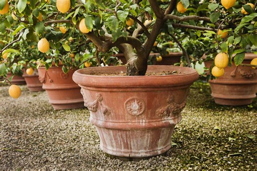 Yes, You Can Grow a Lemon Tree In A Pot—Here’s How To Do It Right