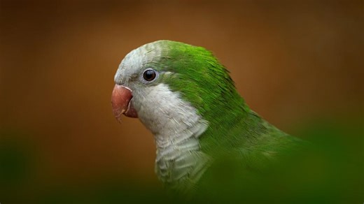 Quaker Parrot Insists on Singing 'Three Little Monkeys' Whether He’s Ready or Not