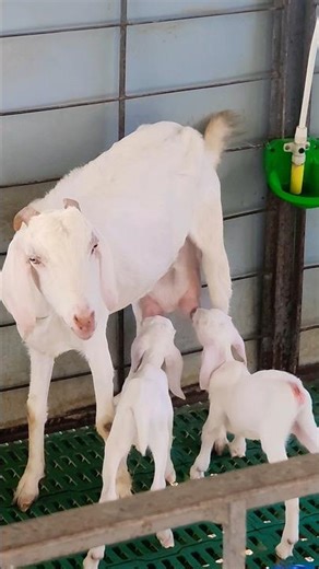 Thalachery Goat Farming | High Profit Goat Business 🐐💰