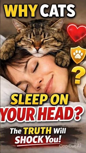 Why Cats Sleep on Your Head (Shocking Truth!)