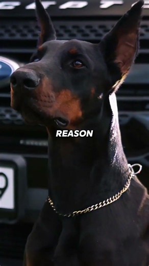 These Dogs Were Built to Face Real Threats