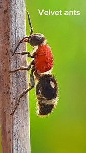 Beautiful color of a Velvet ants (Mutillidae) . . #insects_of_our_world #insectphotography #insects #insectsofinstagram #wildlife #nature #beautifulinsects | Jocanz Jocanz
