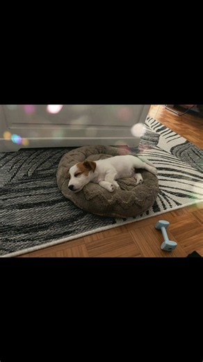Mila's new bed 🐶🩷 How cute can puppy be? Just watching this relief’s stress 100% 🩷
