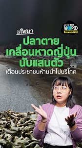 714K views · 10K reactions | ปลานับแสนตายเกลื่อนหาดญี่ปุ่น เตือนประชาชนห้ามเก็บมากินหรือขาย เพราะยังไม่ทราบสาเหตุว่าปลาตายเพราะอะไร #ปลาตาย #ญี่ปุ่น #ข่าวต่างประเทศ #KeepTheWorld #SPRiNG | SpringNews | Facebook