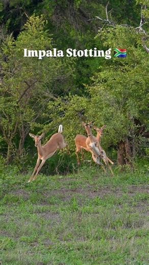 Did you know Impala do this? It is similar to Pronking which Springboks and Gazelles do. It is called Stotting and they do it often in the morning, chasing each other around getting fit and showing off to the predators near by, "hey I am fit and fast don't chase me". Predators will often watch for the weakest link in the group. #impala #antelope #animalbehavior #safari #safariafrica #wildafrica #travelguide #travelsouthafrica #kruger #krugernationalpark #krugerpark | Curt is Wild