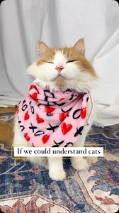 A cat’s inner monologue | Bunsen Berner