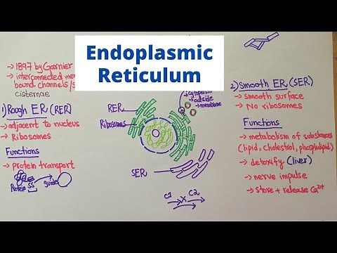Structure and Function of Endoplasmic Reticulum