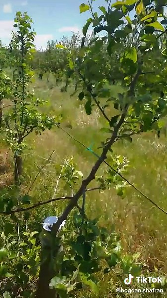 Identifying Tree Leaf Disease Symptoms